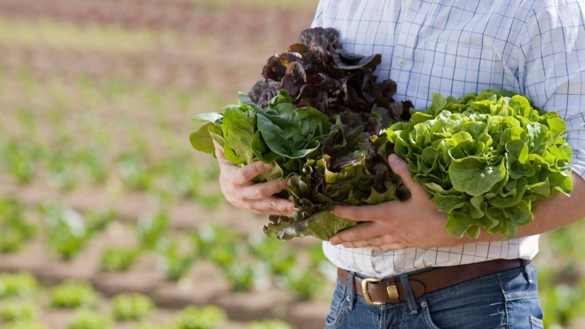 Farmer holding bundles of freshly harvested lettuce in a field