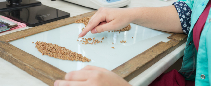 Scientist sorting seeds in a laboratory